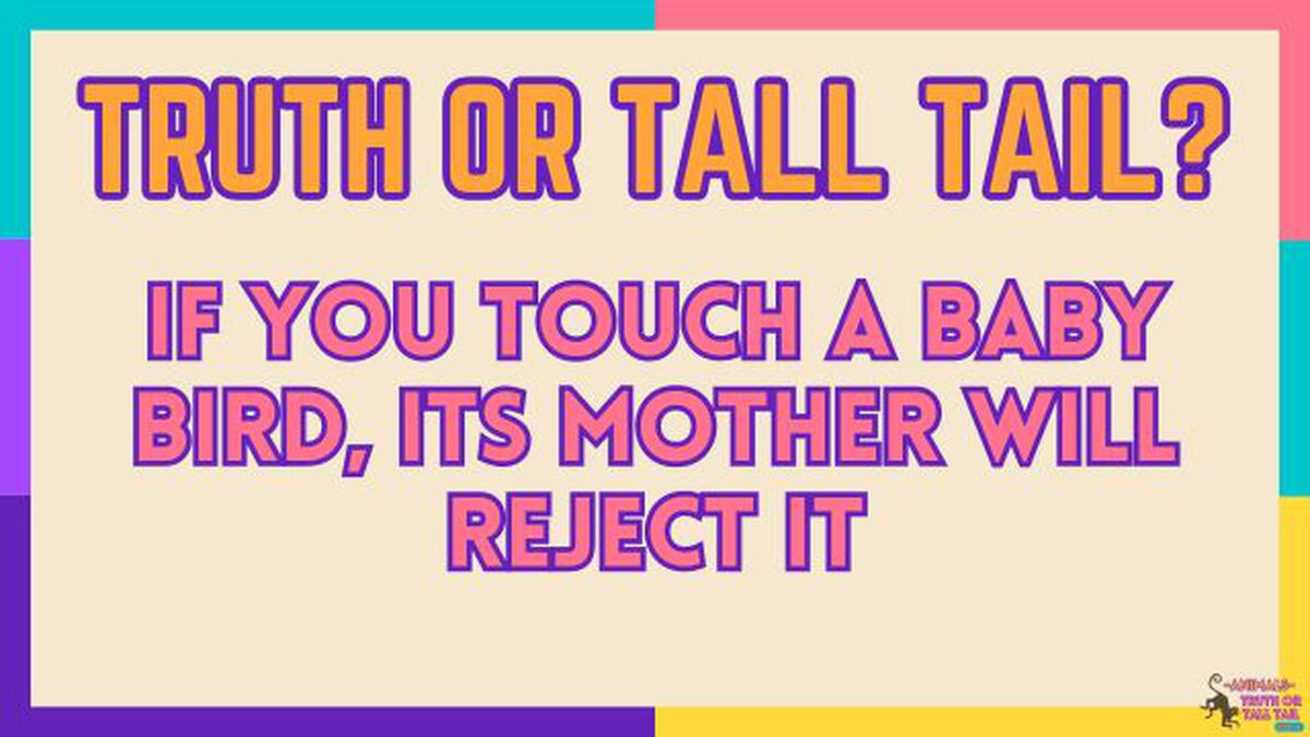 Animals: Truth or Tall Tail - Vol. 2 image number null